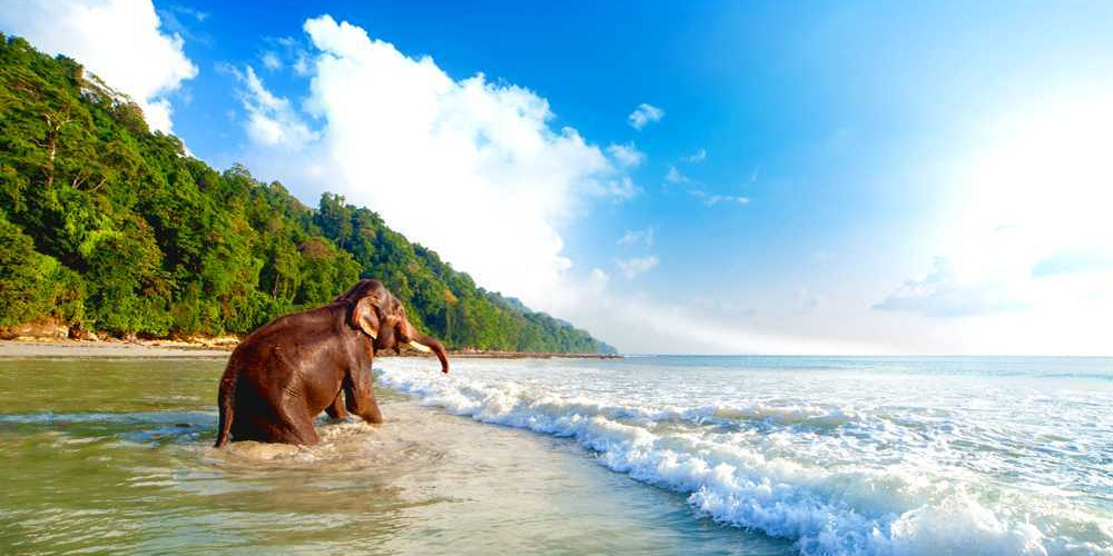 Andaman 5 Nights Tour